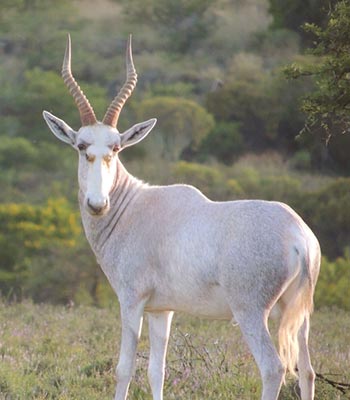 BLESBUCK WHITE