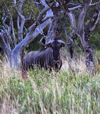 blue wildebeest