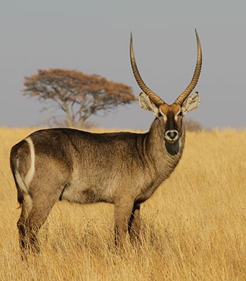 Waterbuck