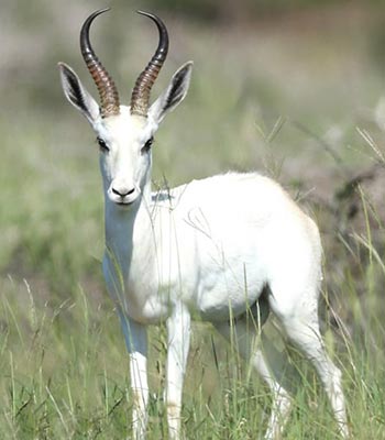 Springbuck White