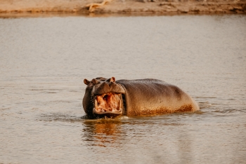 Hippopotamus
