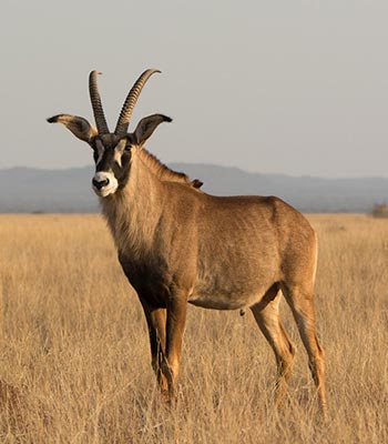 Southern Roan