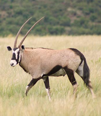 Gemsbuck