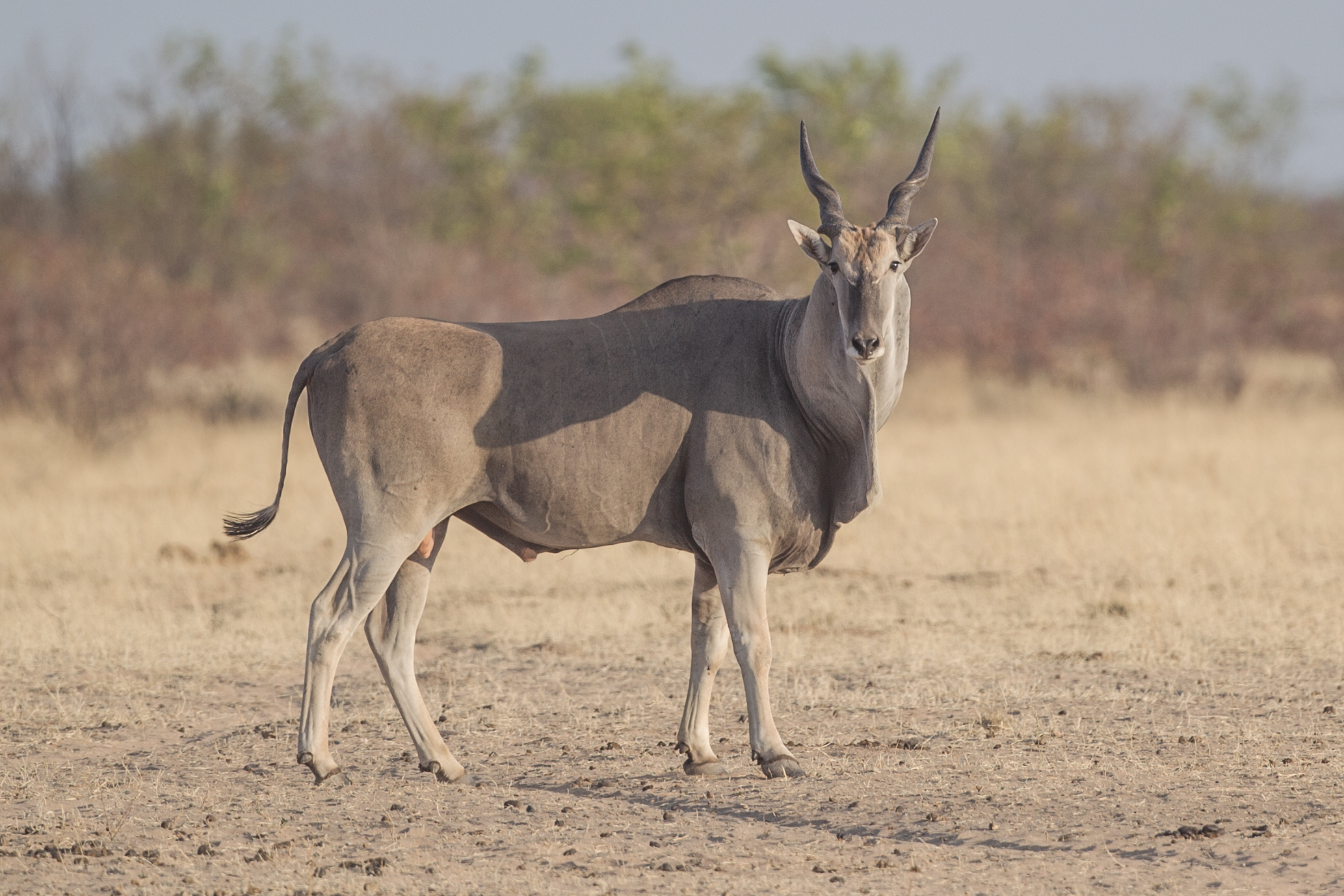 Cape Eland