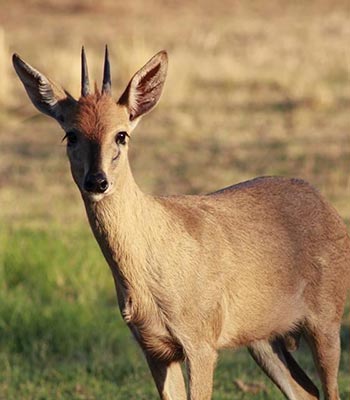 Common Duiker 
