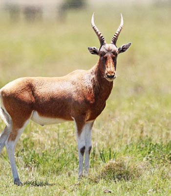 Blesbuck 
