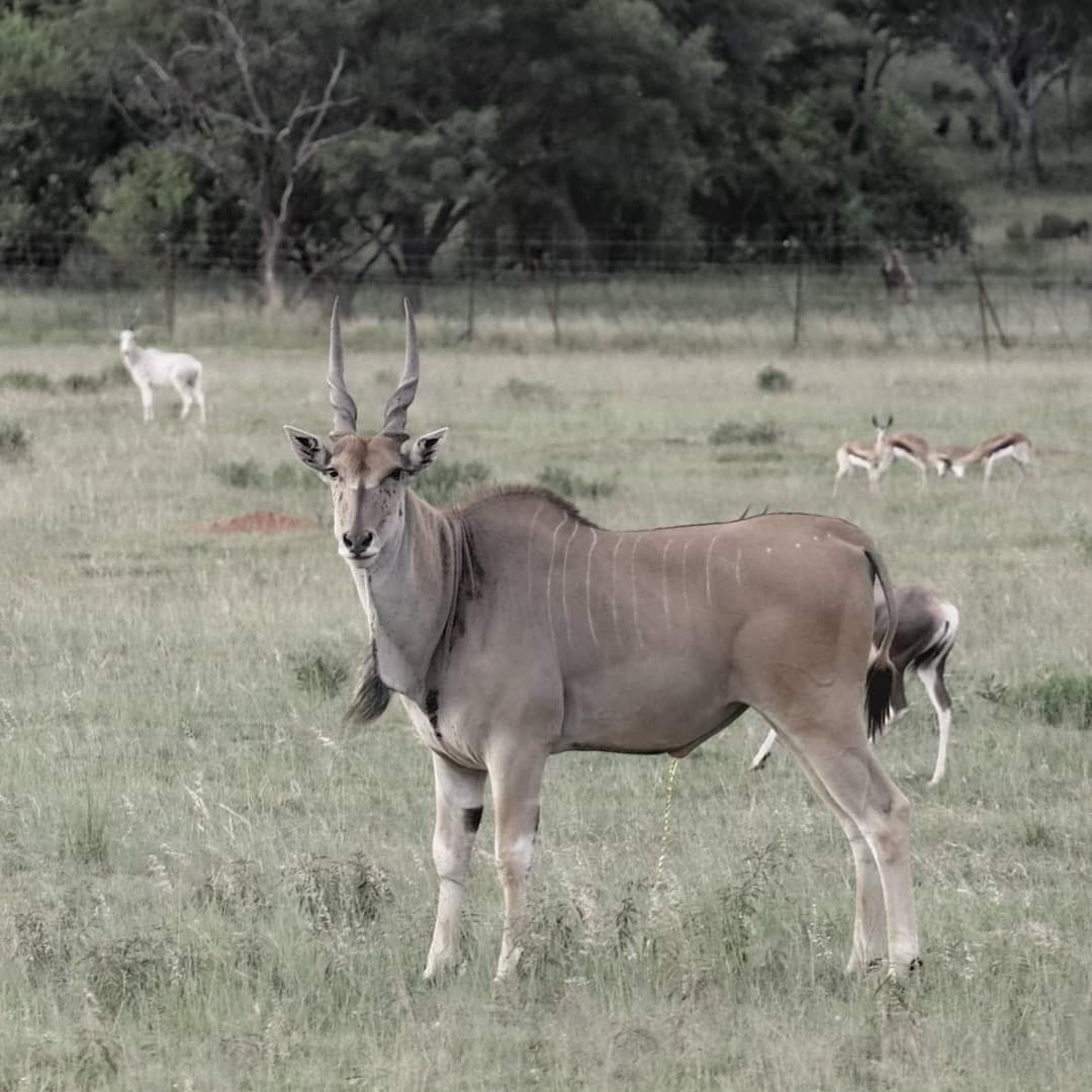 Livingstone Eland