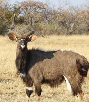 Nyala