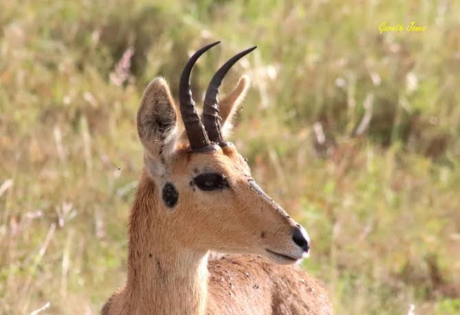 Mountain Reedbuck
