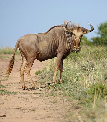 Golden Wildebeest