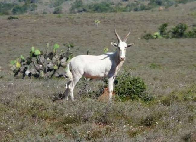 White blesbuck