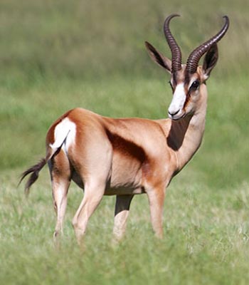Springbuck Copper