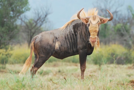 Kings wildbeest