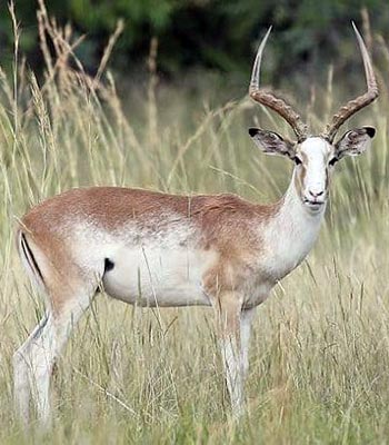 White Flanked Impala