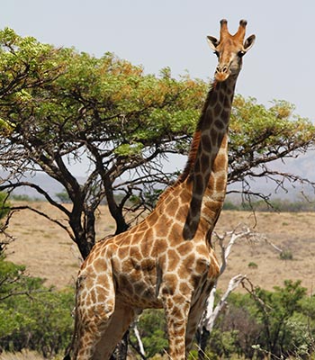 Giraffe