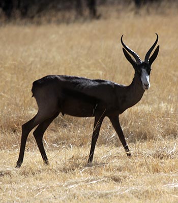 Springbuck Black