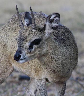 Klipspringer