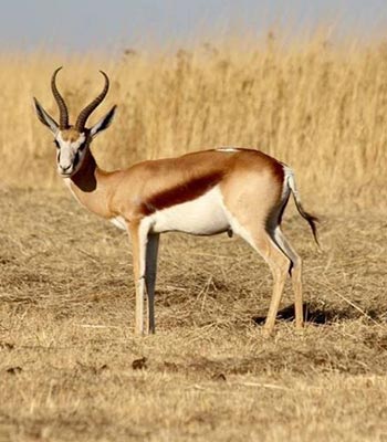 Springbuck