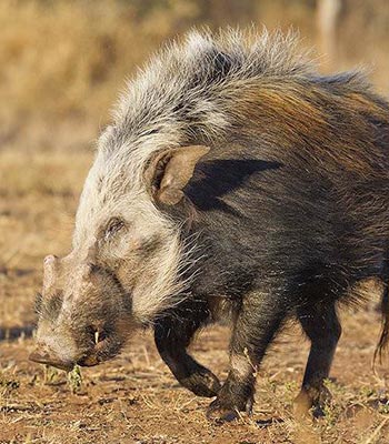 Bushpig