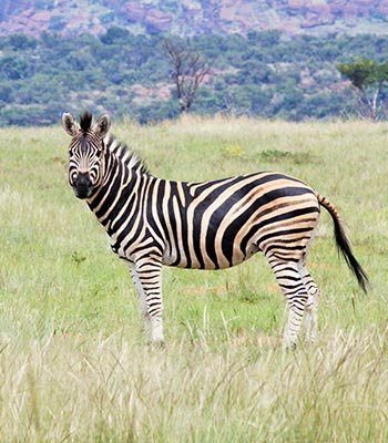 Burchell Zebra