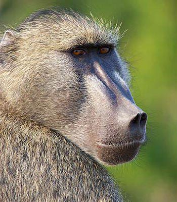 Baboon