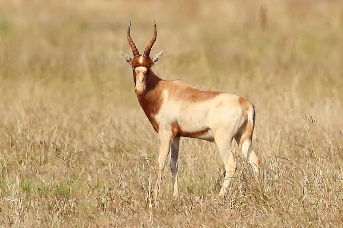Yellow blesbuck