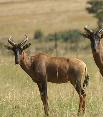 Tsessebe