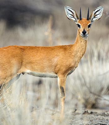 Steenbuck