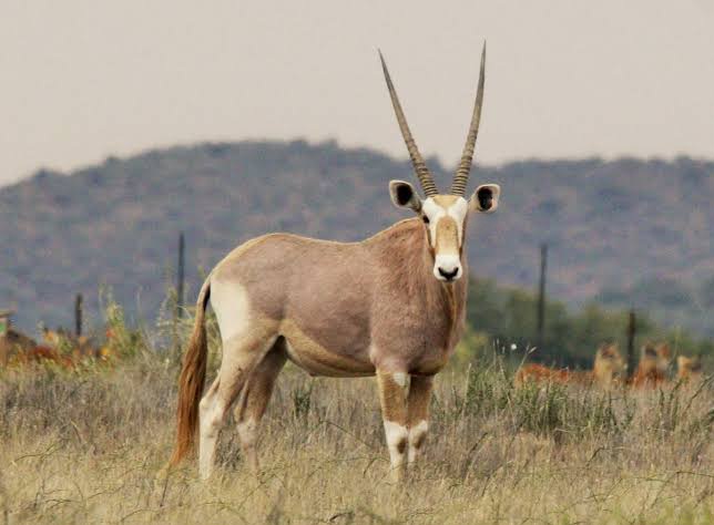 Golden oryx