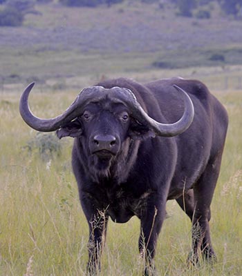 Buffalo