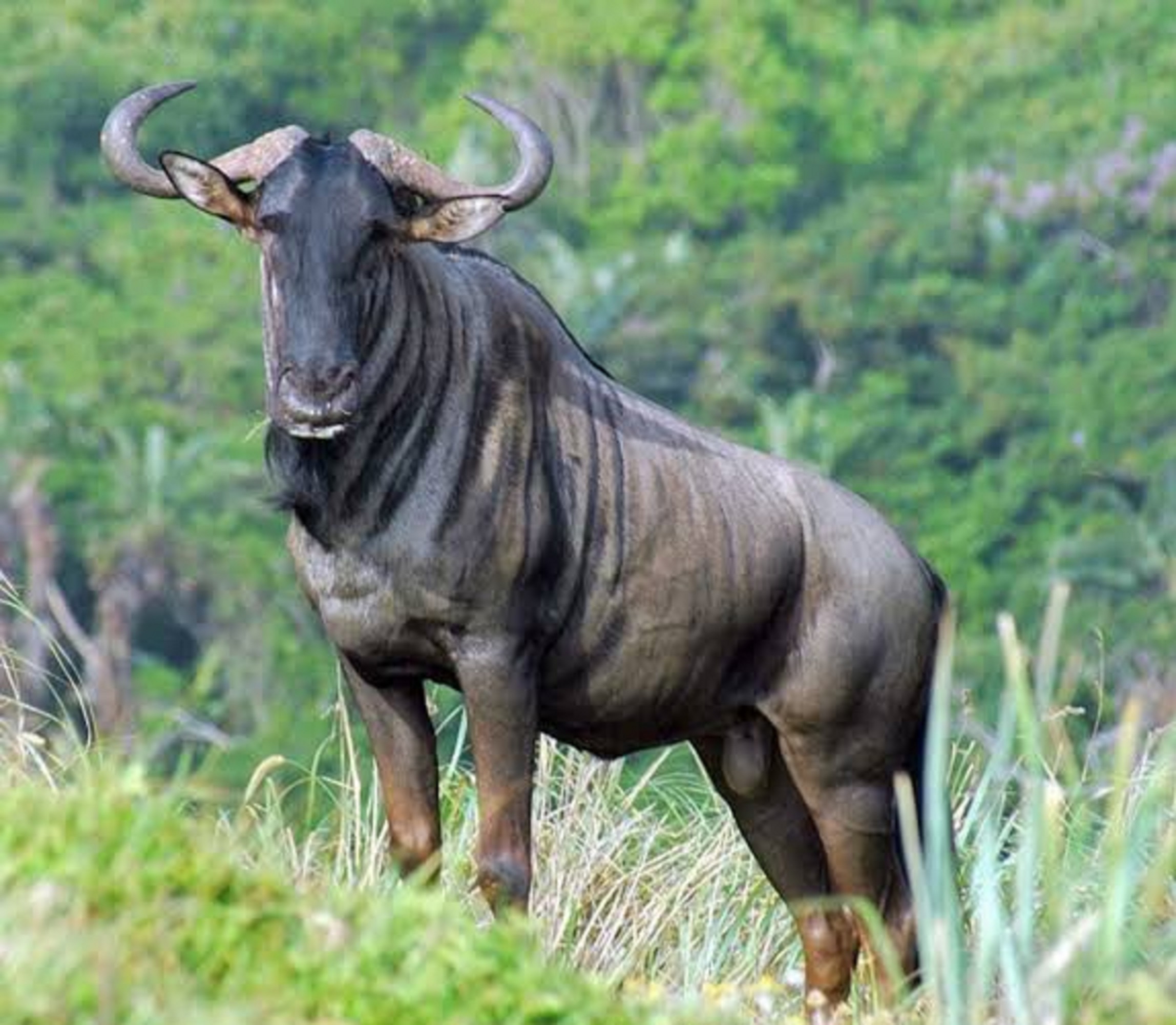 Blue Wildebeest