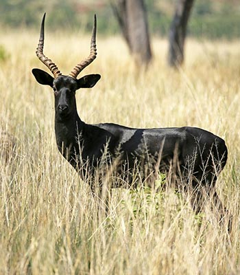 Impala Black