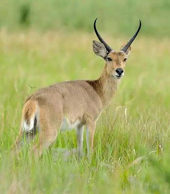 Common Reedbuck